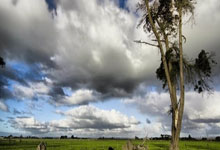 NBA历史上最年轻的单季200+抢断先生！特雷-杨：丹尼尔斯DPOY.